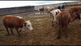Бычки на откорм вес от 240 - 300кг +79656176005 WhatsApp Продажа КРС оптом. Бычки на откорм вес от 240 - 300кг +79656176005 WhatsApp Продажа КРС оптом.