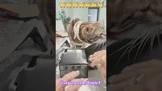 Do You Like Boxes Ralphie?