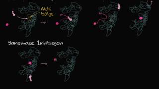 Yarışmasız İnhibisyon Biyoloji Enerji Ve Enzimler