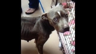 Nacogdoches Animal Shelter