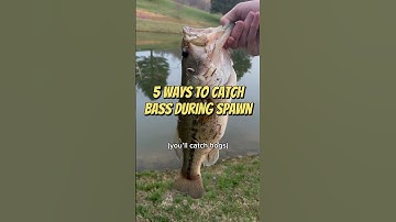 5 Ways to Catch Bass During Spawn #fishing