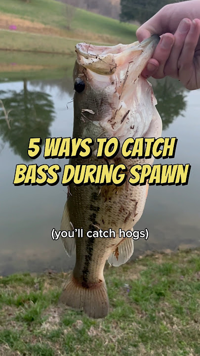 5 Ways to Catch Bass During Spawn #fishing