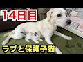 野良の子猫を救ったラブラドールたちとの３人生活が14日目になりました