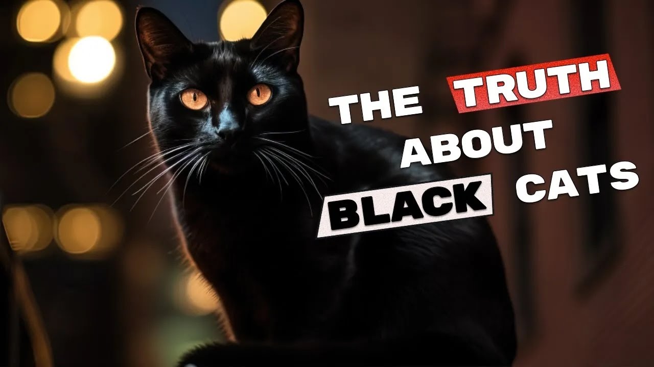 Stop Blaming Black Cats: 15 Science Backed Facts That Clear Their Name