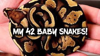 Celebrity Showing off my new ball python hatchlings! Profile
