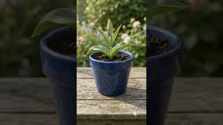 Tulip growth #timelapse #flowers #asmr #shorts #shortvideo