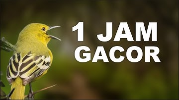 1 Jam Burung Sirtu di Alam Liar Gacor ! di Sertai Suara Air untuk Terapi Burung atau Masteran.