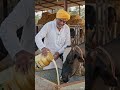 Veterinary Calcium Supplement for Cattle for better Milk Yield, Bone Strength and animal growth.
