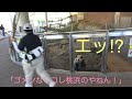 【桜浜🌸飼育員さん！あたちのは⁉️10/25】桃浜🍑の竹/飼育員さんとの会話/モートを走る/外の桃浜/ジャイアントパンダ #ぽめぱん #PandaChannelbypomeranianfilm