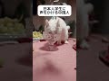【？】日本人学生に声をかける中国人 #shorts
