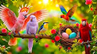 Spring Birdsong & Healing Piano 🌿 Gentle Music for Focus, Study and Calm Your Mind screenshot 3
