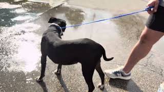 A2036849 Emery and A2040266 male Rottie temp test