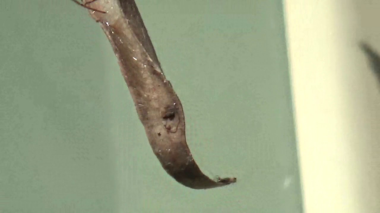 The Leaf Curling Spider