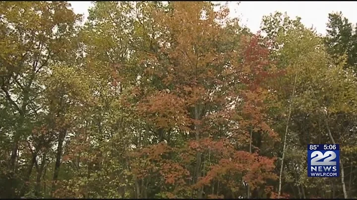 Impact of drought on fall foliage