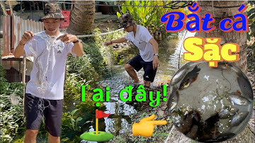 Dùng Lưới Bắt Cá Sặc Dưới Cống Thoát Nước và Cái Kết Đắng Lòng || Đang Đang TV || Official Video