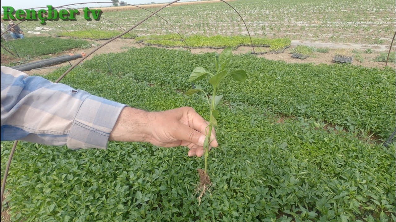Kapya biber ve kıl biber fideleri yetişti sahiplerine teslim ettik