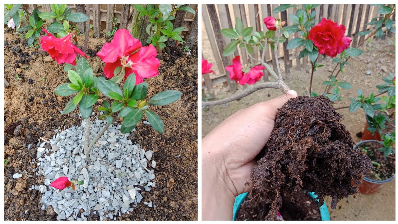 How To Grow Azalea In Your Garden - YouTube