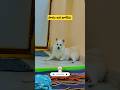 తాలకై కూర వల్ల తల ప్రాణం తోకకి 🐕🐾@Ambi10-kutti # Top funniest video #Animalfunny momentsinworld