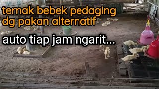 ternak bebek pedaging dengan pakan alternatif, apakah bisa?