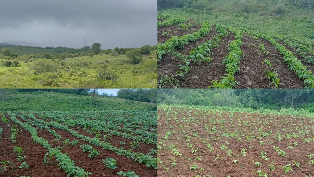 Muita chuva na Paraiba 🌧 não tem benção melhor pra lavoura crescer forte e saudável 🌱🙌🏻