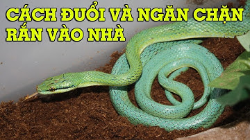4 cách đuổi rắn ra khỏi nhà, ngăn chặn rắn vào nhà - Mẹo Vặt Cuộc Sống