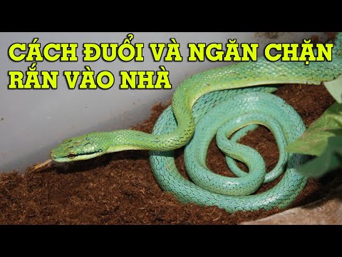 Video: 4 cách để thoát khỏi ruồi