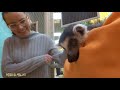 ЛЕМУРЫ.  LEMUR  Moscow