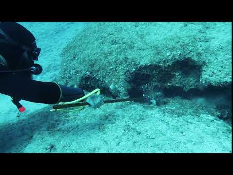 Lionfish removal from