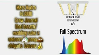 Mars Hydro Fc3000 grow journal/dosi breath/wedding poop/chiquita banana wk5v