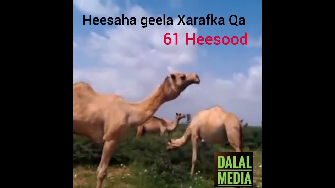 Heesaha Geela Xafarka  Qa  Qeybtii 2aad 61 Heesood iyo Abwaan Heercalami