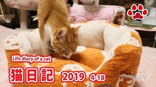 猫用ロフトにラウンドベッドを置いてみた