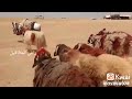 البداوه #هجيني_حزين