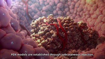 Patient-Derived Xenograft (PDX ) Models for Preclinical Research