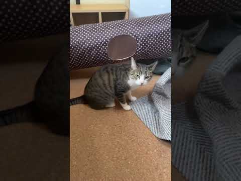 元気に遊ぶ猫 - Cute Cats Playing - #Shorts