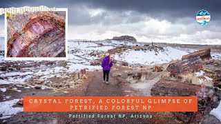 Crystal Forest, a Colorful Glimpse of Petrified Forest NP