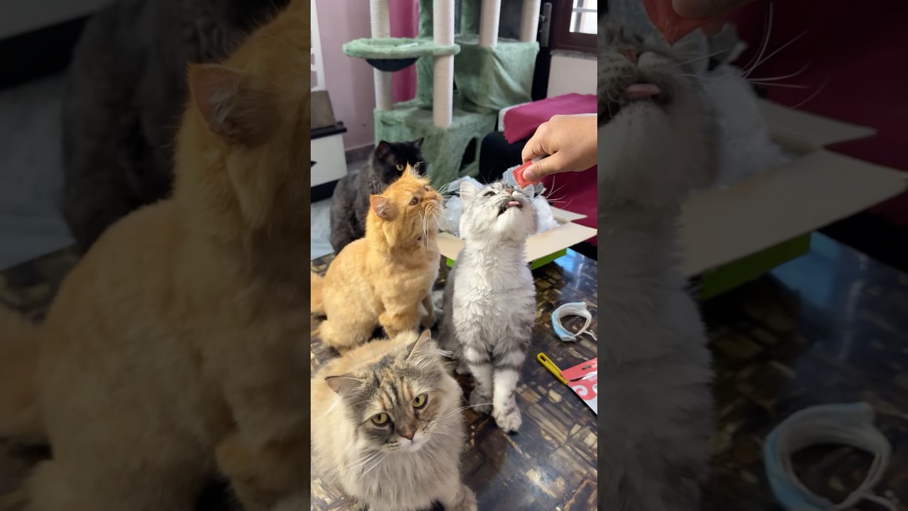 When pets fall sick 😭🐾 Supertails made life easier #cat #pets #petcare