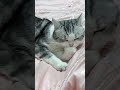 Catty cleaning himself #catty #cat #catvideos #animalvideos #kitten