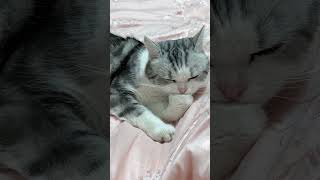 Catty cleaning himself #catty #cat #catvideos #animalvideos #kitten