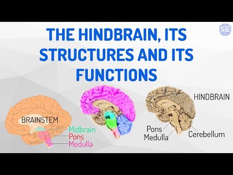 [മനഃശാസ്ത്രം] നാഡീവ്യൂഹം #04: ഹിൻഡ് ബ്രെയിൻ, അതിന്റെ ഘടനകളും പ്രവർത്തനങ്ങളും