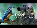 Eisvogel fotografieren und filmen 🎬💎 Dem blauen Diamanten auf der Spur!