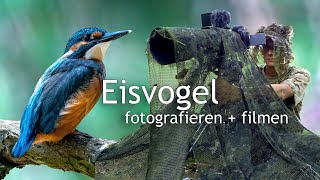 Eisvogel fotografieren und filmen 🎬💎 Dem blauen Diamanten auf der Spur!