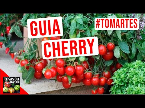 GUIA DE CULTIVO DE TOMATE CHERRY - #TOMARTES EP.21