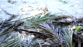 Ant Atoll