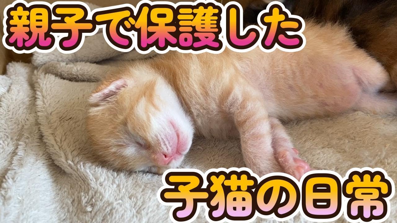 物置に置き去りにされた子猫家族を保護しました（Part３）