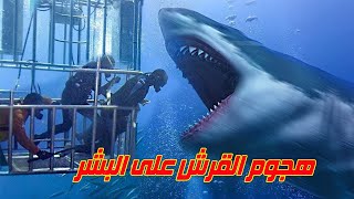 مواجهة بين البشر والقرش (اخطر المواجهات في العالم)