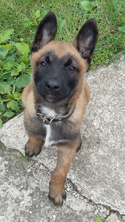 My Puppy's 'Giant Ears' Phase (He's Tuning into the Universe!) 📡👂 [Too Cute to Handle!]