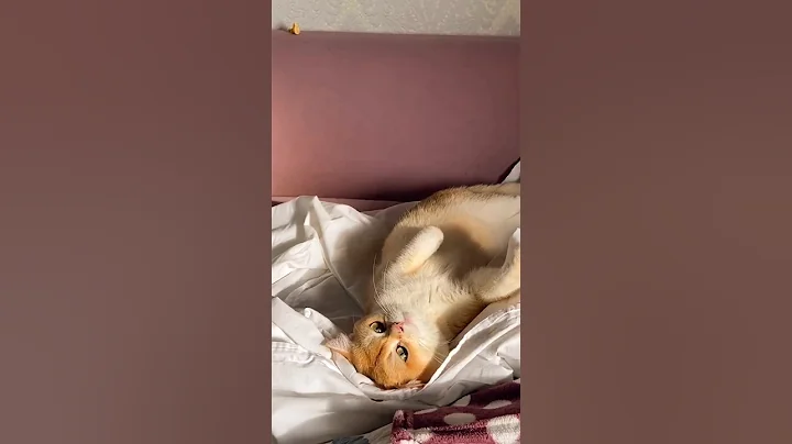 Watch the video about British Short Hair Male Cat 😺#cat #cats #petlover #catlover #subscribe #trending #viral #videos #yt