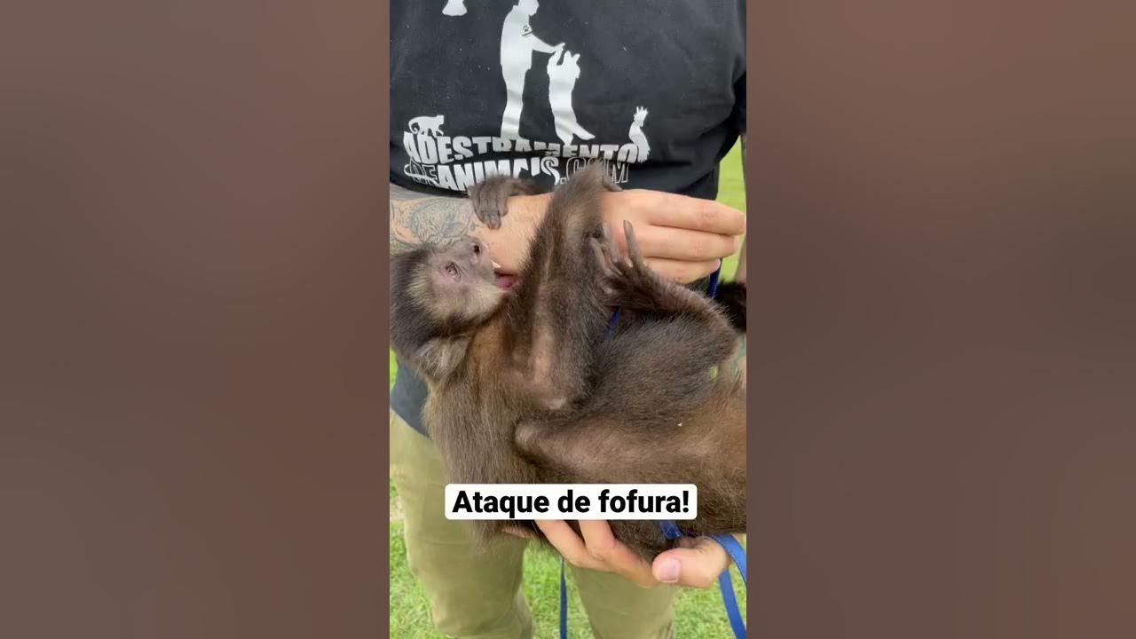 Macaco-prego na Bica faz 'selfie': entenda interação animal com