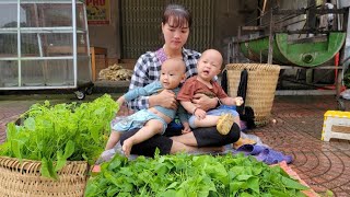 Harvesting Erythropalum Scandens Going to the market to sell - Happiness with two children