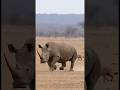 2 Ton Rhino vs Hyena Pack - Watch What Happens